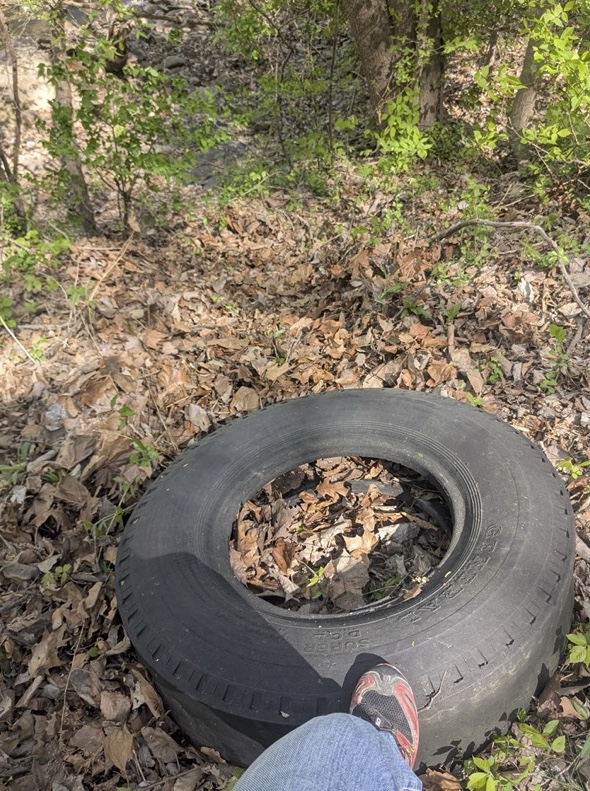 An old tire lies on leaf-covered ground in a forest.